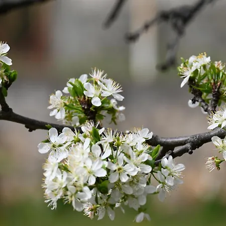Lejlighed Canyon Matka - Unique Place For Skopje
